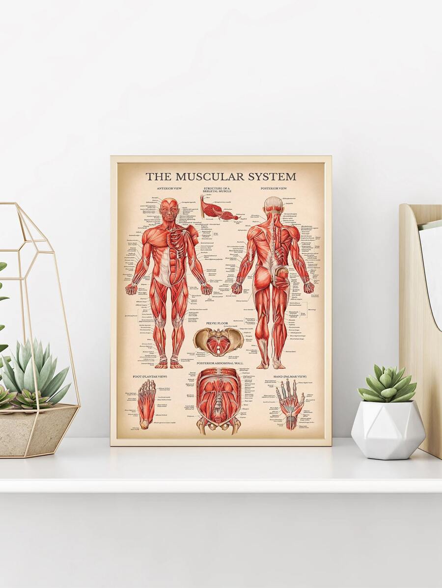 1pc Palace Learning Wall Art, Vintage Muscular System Anatomical Wall