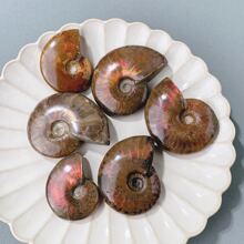 拋光菊石&海螺魚化石帶彩虹彩虹色和美麗菊石圖案,包括令人驚嘆自然彩虹彩色菊石化石帶紅色的和橘色閃光 - 彩色 - 查看 2
