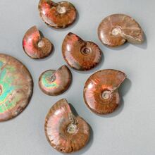 拋光菊石&海螺魚化石帶彩虹彩虹色和美麗菊石圖案,包括令人驚嘆自然彩虹彩色菊石化石帶紅色的和橘色閃光 - 彩色 - 查看 4