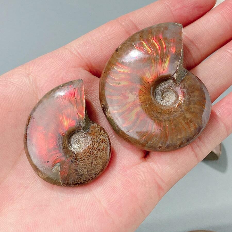 拋光菊石&海螺魚化石帶彩虹彩虹色和美麗菊石圖案,包括令人驚嘆自然彩虹彩色菊石化石帶紅色的和橘色閃光 - 彩色 - 查看 1