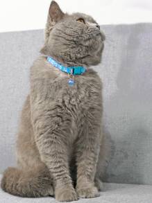 Adjustable Pet Collar With Bell Suitable For Dogs And Cats - Blue - View 1