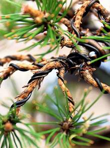 1pc Bonsai Wire Plant Support Bonsai Training Wire Anodized Aluminum Garden Accessories For Plant Shapes 6 Size - Black - View 8