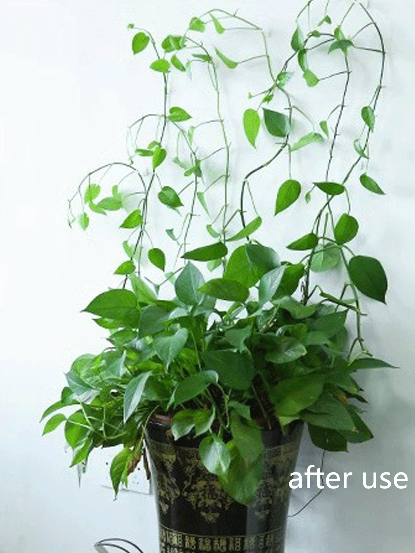 20 件装攀爬藤蔓形状墙钩和线夹固定器适用于常春藤和其他植物无需钻孔 - 綠色 - 查看 3