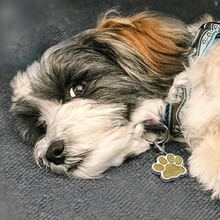 1入組金屬質感狗狗爪形狀寵物裝飾吊墜合適的適用於各種各樣寵物項圈和鑰匙圈配件 - 粉色 - 查看 5