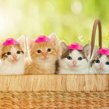 10入組迷你西部牛仔帽，塑料可愛的玩偶帽子，迷你牛仔女孩帽，假扮玩具房屋裝飾（粉色）