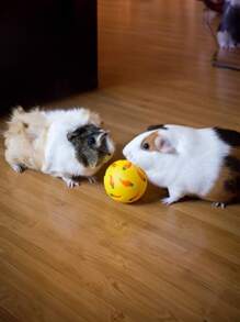 1pc Random Color Interesting Carrot Printed Ball Shaped Pet Slow Feeder Toy, Suitable For Small Pets Like Rabbit Hamster Indoor Use - Multicolor - View 3