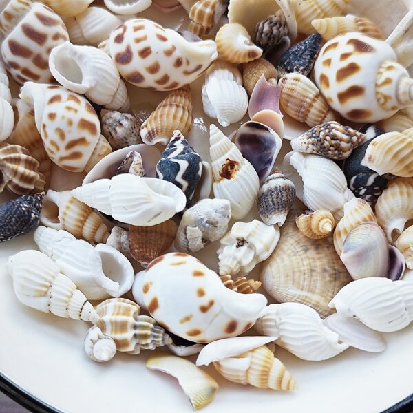 30g Acessórios de Resina DIY Estilo Oceano Simulado Aleatório, Recheados com Mini Conchas, Decoração para Mulheres