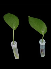 100pcs 7.3cm Transparent Pvc Flower Nutrition Tube With Cover, Water Storage Tube For Plant Preservation And Cultivation - Clear - View 1