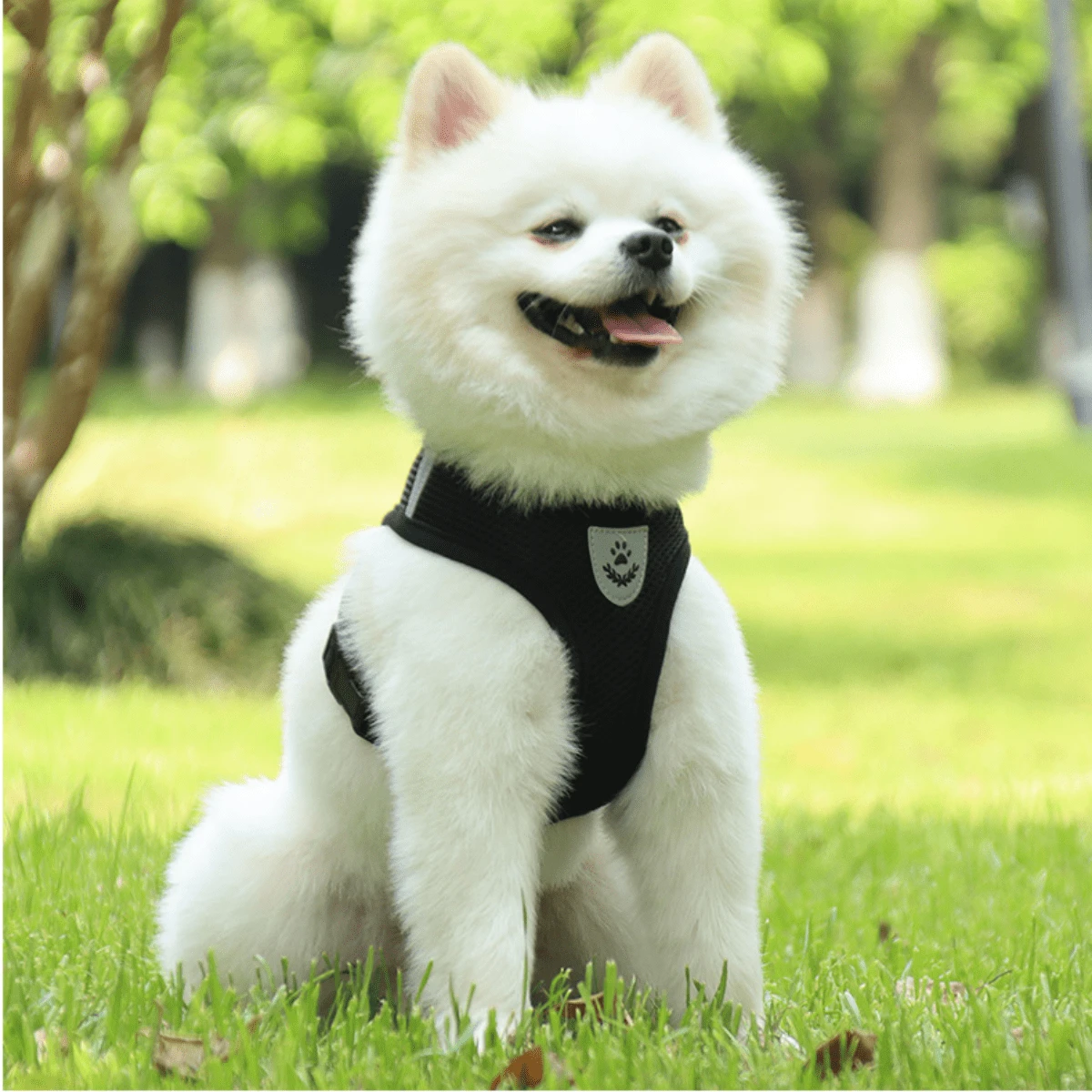 1組胸背牽引帶和網繩狗牽引繩,適用於戶外使用 - 黑色 - 查看 1