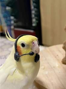 1pc Plastic Headset Funny Parrot Photo Toy Suitable For Hamsters For Photo Funny Toy - Black - View 2