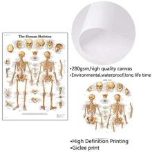 1 Miếng Con người Sọ Xương sống tranh sơn dầu Áp phích , Con người Thuốc Không có khung Phong cách Y khoa Giáo dục Văn phòng Treo Hình ảnh - phong cách 1 - Xem 6