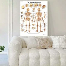 1 Miếng Con người Sọ Xương sống tranh sơn dầu Áp phích , Con người Thuốc Không có khung Phong cách Y khoa Giáo dục Văn phòng Treo Hình ảnh - phong cách 1 - Xem 2