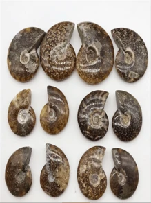 1對菊石化石標本天然海螺化石石頭20-30mm吊墜珠子,適用於diy珠寶配件 - 卡其色 - 查看 5