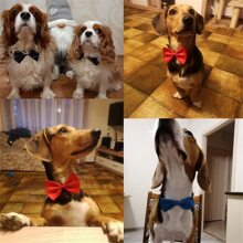 1pc Solid Color Adjustable Pet Bowtie For Dogs And Cats