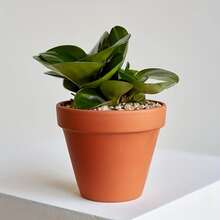 4pcs 14cm Solid Colored Flower Pots - Red - View 2