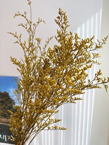 1束黃色永生花 - 20英寸/52厘米自然插花,婚禮/家庭/辦公室桌面裝飾與跳舞草,愛草,大麥草,鄉村風格派對裝飾和農舍裝飾