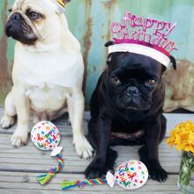 Đồ chơi âm thanh Thú cưng - Nhiều màu - Xem 4