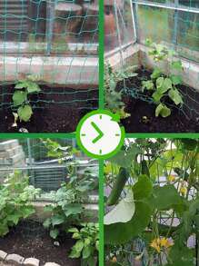 1個戶外攀爬植物花園葫蘆、番茄用的藤架網,作為葡萄、豆類、豌豆的蔬菜藤蔓網格 - 綠色 - 查看 4