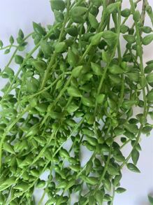 1 pieza Planta artificial trepadora de 55cm con hojas verdes realistas, decoración de pared, regalo para el Día de San Valentín, cumpleaños, graduación, decoración de jardín, planta exterior, jardinería, flores falsas