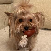 1pc Pet Dog Toy Sausage Shaped Chew Rope, Safe Silicone Puppy Toy - Burgundy - View 5