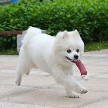 1pc Pet Dog Toy Sausage Shaped Chew Rope, Safe Silicone Puppy Toy - Burgundy - View 1