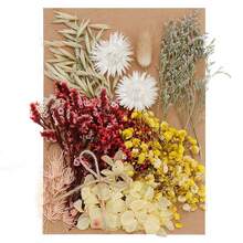 1pack Dried Flower Forever Flower Diy Photo Frame Pressed Flower Candle Making Materials - Multicolor - View 2