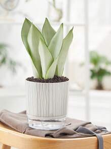 1pc Black And White Zebra Stripe Pattern Plastic Planter With Transparent Bottom, Creative And Simple Design, Self-Watering Rope And Thicken Water Storage Basin, Suitable For Gardening Such As Growing Potted Plants At Home.