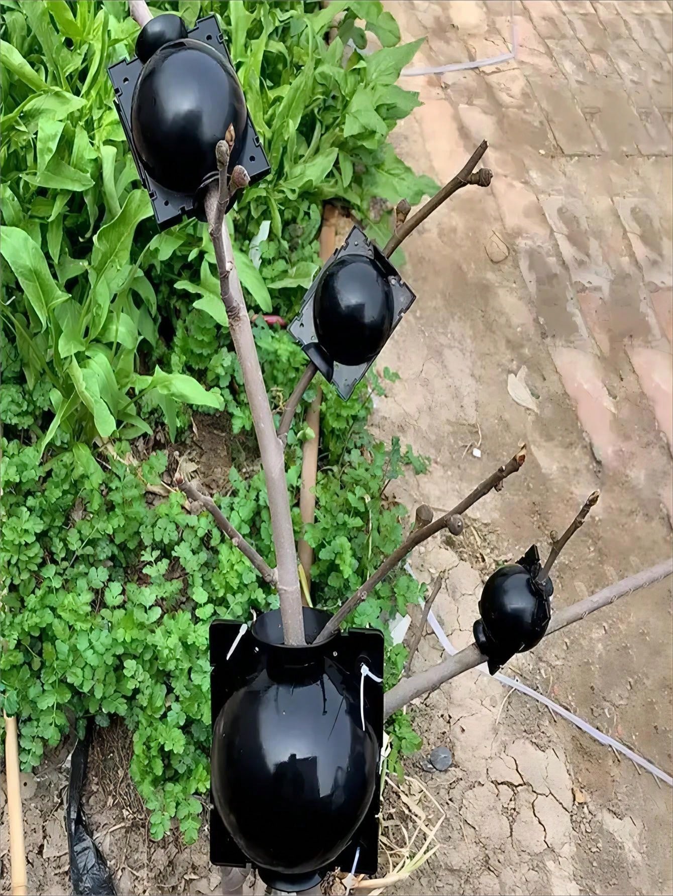 6PCS Scatole per radicazione delle piante Disposivo per radici Scatola per sfere di propagazione a pressione per piante Innesto Prodotti per la cura delle piante in cresca Accessori  15