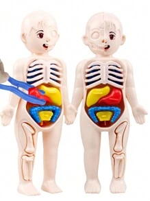 3D人體模型人體解剖模型DIY組裝兒童教育學習器官玩具身體學習工具（產品配件隨機） - 彩色 - 查看 1