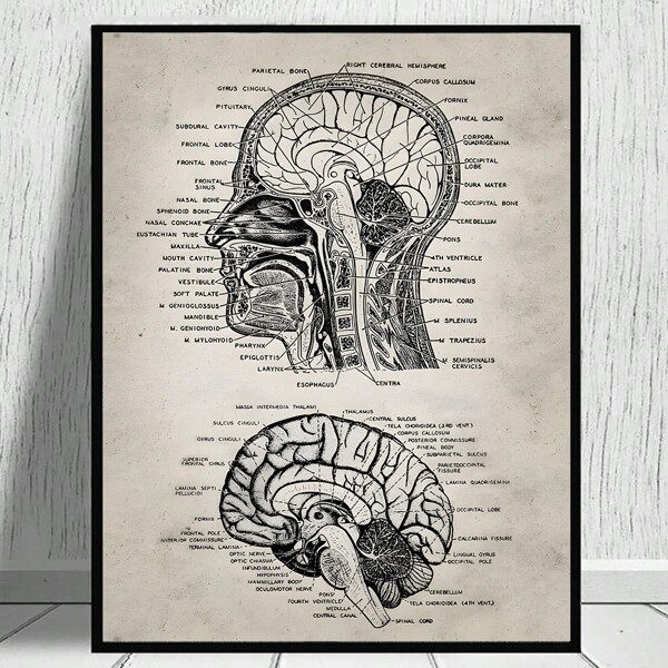 1 pc Human Skull Anatomy Artwork Poster Vintage Medical Skull introduction Canvas Painting Printable Education Wall Art Living Room Office Decor