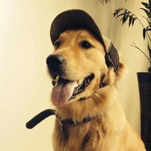 Baseball Hat Dog Sunscreen Hat Baseball Cap Outdoor Sports Hat With Ear Holes Adjustable Shade Mesh Breathable Pet Hat Small Dog Medium Large Dog - Brown - View 1