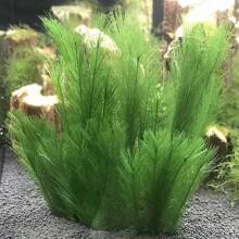 1入30公分仿真羽毛草水族箱裝飾,人造植物 - 綠色 - 查看 1