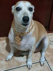 1 件 53 厘米可調節金色美元符號吊墜項鍊適合寵物、攝影道具 - 金色 - 查看 3