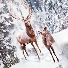 1 件聖誕主題浴簾,帶 12 個掛鉤,房間、浴室和節日裝飾,聖誕節自然季節的冬季森林風景,72*72 英寸