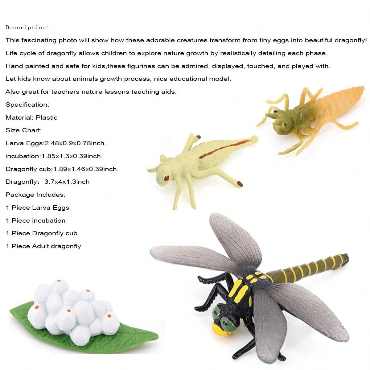 4pcs Dragonfly Life Cycle Set, Realistic Biological Model Toys Showing