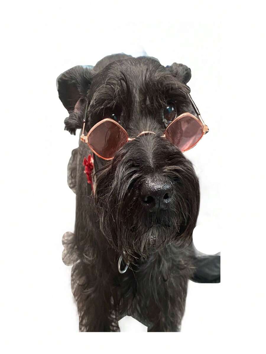 Lentes, gafas para perro, color a elegir, paquete de 6 piezas, ideal para todo tipo de perro, accesorio para perros. - Multicolor - Ver 1