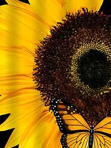 1 pieza Funda para almohada con dibujos animados con patrón de girasol - Multicolor - Ver 5