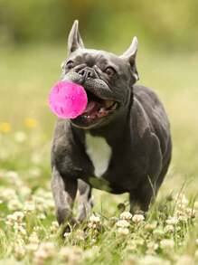 1pc Random Color Pet Bite Sounding Toy With Paw Pattern For Dogs - Multicolor - View 2