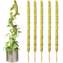 1枝70cm高的植物苔蘚柱,可彎曲的植物支架,真正的森林苔蘚棒,適用於盆栽植物支撐,尤其適合攀爬植物 - 70cm - 查看 1