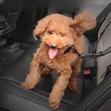 Pet Car Seat Belt With Reflective Elastic Leash And Round Ring, For Dogs - Black - View 2