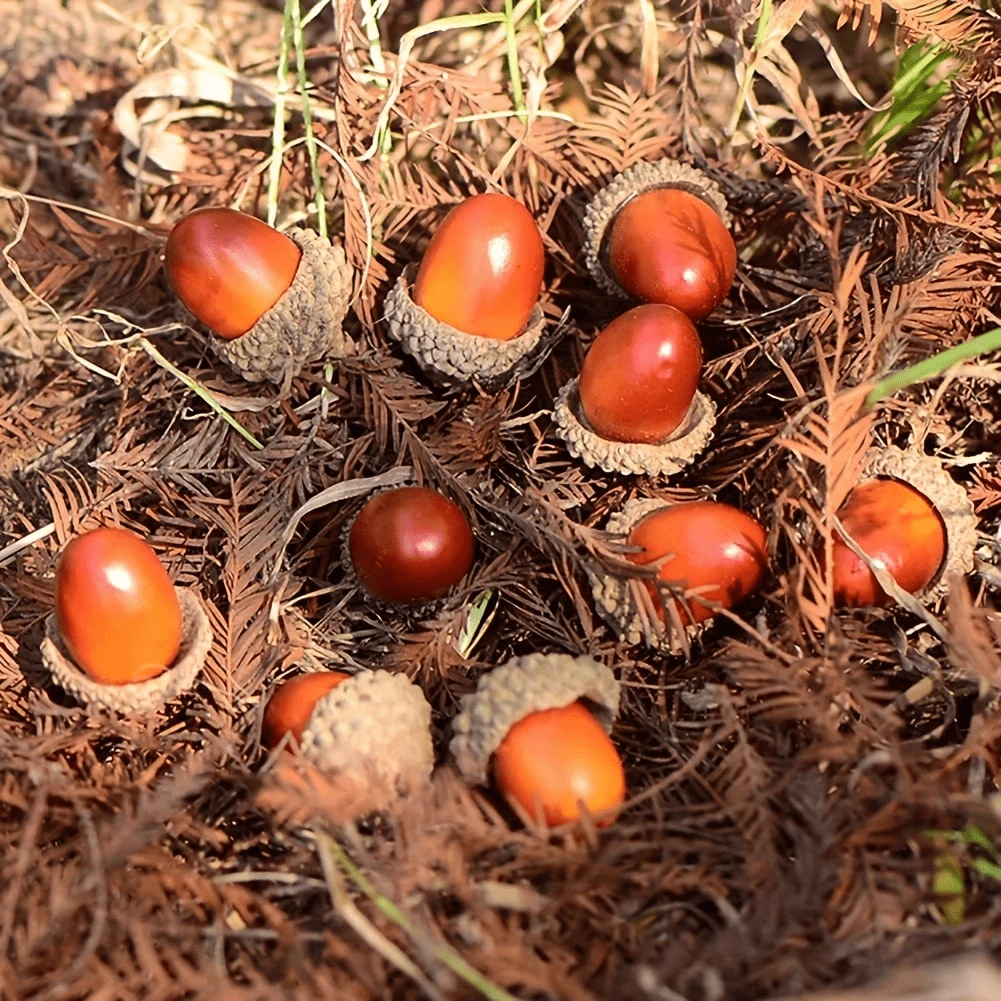 50入組帶天然蓋子的人工橡實,逼真自然,迷你假橡實,適用於手工藝品、婚禮、家居裝飾、花瓶填充裝飾 - 棕色 - 查看 1