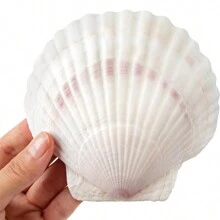 DIY貝殼繪畫配件手工藝品，適用於家居裝飾、藝術禮品、創意手工藝活動玩具、生日派對禮品，獨特的創意節日禮物 - 6-8厘米 - 查看 6