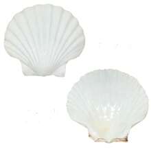 DIY貝殼繪畫配件手工藝品，適用於家居裝飾、藝術禮品、創意手工藝活動玩具、生日派對禮品，獨特的創意節日禮物 - 6-8厘米 - 查看 13