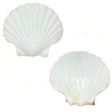 DIY貝殼繪畫配件手工藝品，適用於家居裝飾、藝術禮品、創意手工藝活動玩具、生日派對禮品，獨特的創意節日禮物 - 6-8厘米 - 查看 10