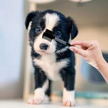 2 件双头狗泪梳，温和清洁眼部并去除泪痕 - 适合小型犬和猫（黑色） - 黑色 - 查看 6