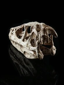 Modelo de cráneo de animal - Cráneo de Protoceratops Andrewsi - Esqueleto de dinosaurio - Cráneo de resina - Blanco - Ver 2