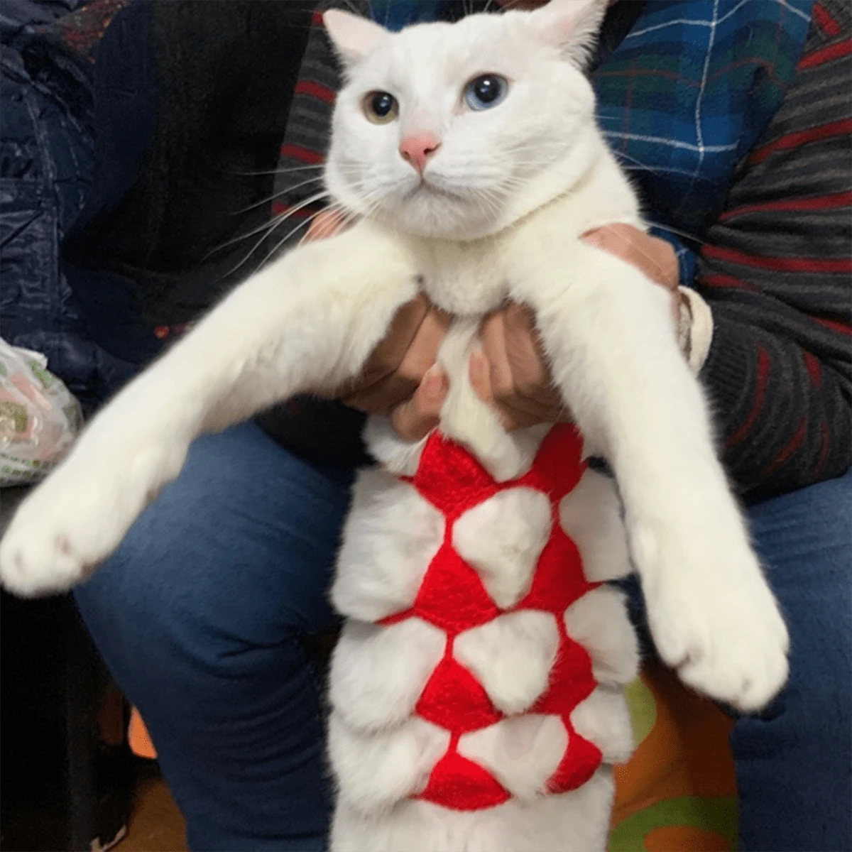 1 件趣味角色扮演猫咪比基尼性感宠物内衣猫咪胸罩万圣节服装宠物比基尼衣服派对服装万圣节万圣节服装 - 紅色 - 查看 1