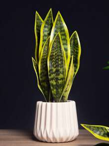 1 pièce Plante de bégonia à peau de tigre artificielle sans pot pour la décoration de table à la maison, la Saint-Valentin, le cadeau