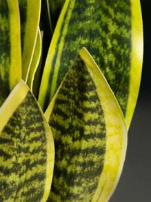 1 pièce Plante de bégonia à peau de tigre artificielle sans pot pour la décoration de table à la maison, la Saint-Valentin, le cadeau