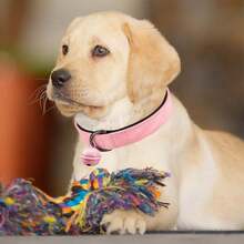 Bộ 2 vòng cổ thú cưng bằng da giả kèm dây xích bằng da, dây dắt chó dài 4 feet kèm chuông, phù hợp cho chó nhỏ và vừa - Hồng - Xem 6